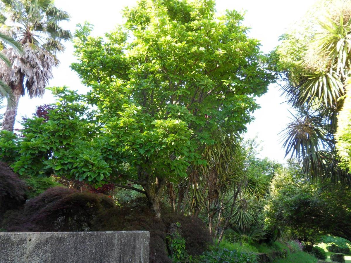 Quinta Do Bento Novo - Casa De Campo - Turismo Rural فيانا دو كاستيلو المظهر الخارجي الصورة